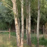 خریدار انواع چوب