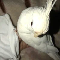 گمشده عروس هلندی