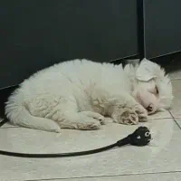 شیتزو عروسکی سه ماهه