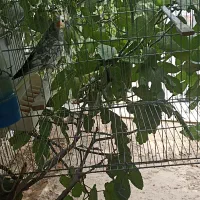 طوطی|پرنده|سمنان, |دیوار