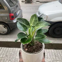 انواع گلهای اپارتمانی و بنسای
