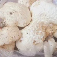 قارچ کوهی تازه