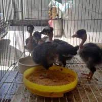 ۷عدد جوجه مرغ گردن لخت خوشگل
