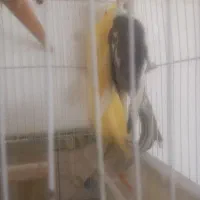 عروس هلندی ۳جفت ویه تکی|پرنده|گلبهار, نوبهار|دیوار