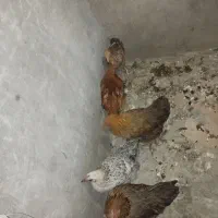 مرغ لری|حیوانات مزرعه|دزفول, |دیوار