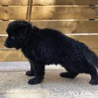 سگ ژرمن بلک