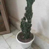 گل دیفن باخیا،سخره ای و گل کا غذی|گل و گیاه طبیعی|رشت, کوی مهر|دیوار