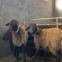 میش هترو همراه بره همو|حیوانات مزرعه|سراب, |دیوار