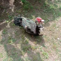 اردک ژاپنی بزرگ
