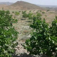 کوهنوردی وکمپینگ