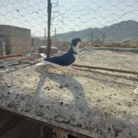 ساده کاکلی نر|پرنده|خواف, |دیوار