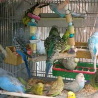 مرغ عشق انگلیسی|پرنده|اسلامشهر, مطهری|دیوار