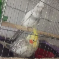 جفت عروس هلندی مولد|پرنده|نیشابور, مدرس|دیوار