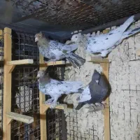 ۳تا سینه سرور ۱دونه یکت سفید|پرنده|شیراز, شهرک گلستان|دیوار