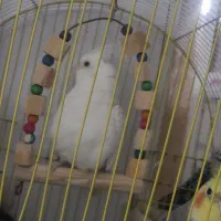 عروس هلندی نر