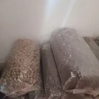 گل بنجامین.لیراتا|گل و گیاه طبیعی|چهاردانگه (تهران), |دیوار