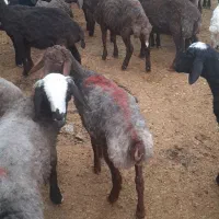 بره ماده ۲۰عده