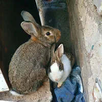 یک جفت خرگوش بازیگوش