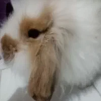 خرگوش لوپ ماده
