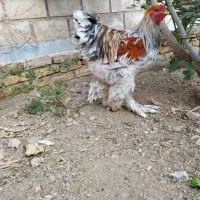 حیوانات|حیوانات مزرعه|پاکدشت, حصار امیر|دیوار