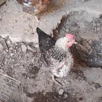 مرغ و جوجه