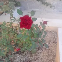ثبت شکواییه و دادخواست و لایحه