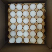 نیروی کار مرغداری