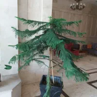 کاج مطبق مطبق با گلدان فایبرگلاس