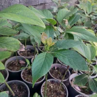 فروش نهال آواکادو زاتانو پیوندی نوع درجه۱ حسن پور