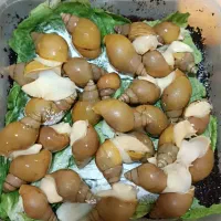 حلزون آچاتینا