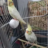 عروس هلندی|پرنده|فومن, |دیوار