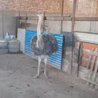شتر مرغ