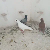 سینه سرخ  سفید  سبز.کله دم. ساده سبز|پرنده|شیروان (خراسان), |دیوار