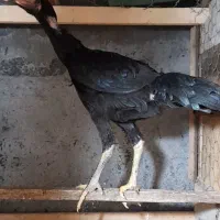 دو عدد مرغ لاری  ۵ ماه نسل  دار آینده دار