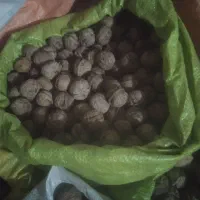 گردو تازه روستای گروه کیلو ۴۰۰هزار|حراج|چناران, |دیوار