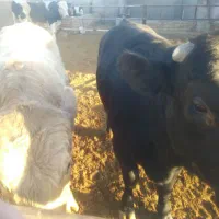 فروش جوانه بزری