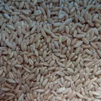 بذرگندم دیم صدرا|خدمات باغبانی و درختکاری|شیرینسو, |دیوار