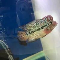 جوجه کامفاوارداتی