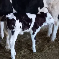 گاو سیمنتال مونت 40کیلوشیرباگوساله ماده|حیوانات مزرعه|بروجرد, |دیوار