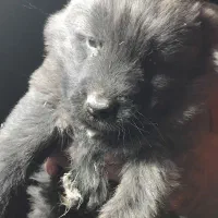 واگذری سگ قفقازی نر