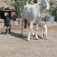 یک بز مری با دوکهره نر و ماده پرشیر|حیوانات مزرعه|زابل, |دیوار