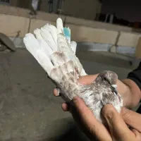 کبوتر پرشی|پرنده|پاکدشت, پاکدشت (مامازند)|دیوار