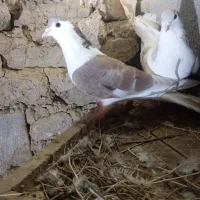 کفترساده لای|پرنده|شیروان (خراسان), |دیوار
