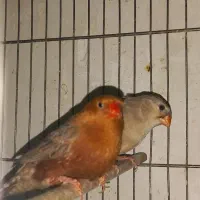 فنچ فول اورنج|پرنده|هشتگرد, شهرک راه آهن|دیوار