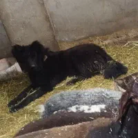 سگ قدرجونی|سگ|ابرکوه, |دیوار