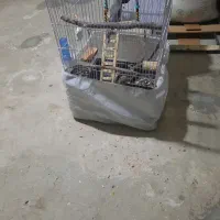 عروس هلندی|حیوانات|بهارستان, |دیوار