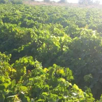 نهال انگور تاکستان