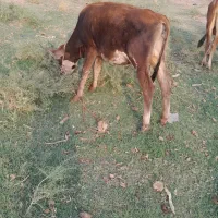 فروش جلب با گوستر|حیوانات مزرعه|کهنوج, |دیوار
