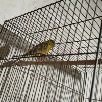 یک عدد قناری سینه سرخ