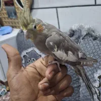 عروس هلندی